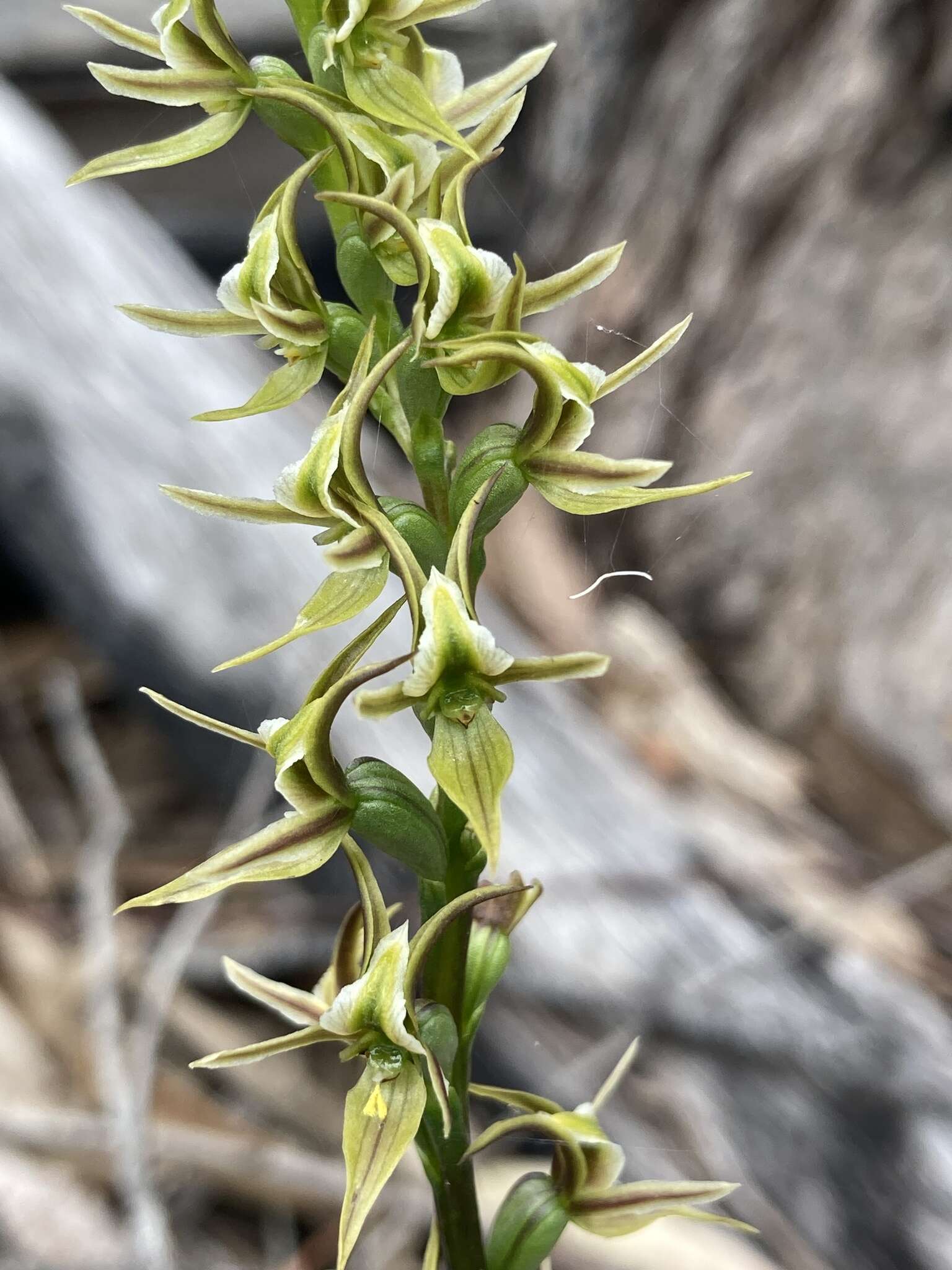 Image of Forest leek orchid