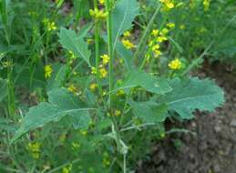 Image of black mustard