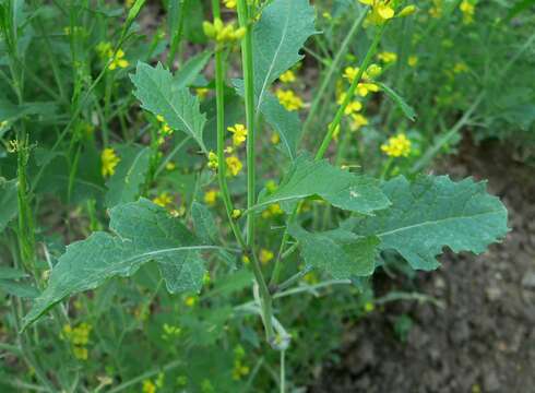 Image of black mustard