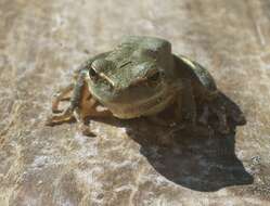 Image of Mediterranean Tree Frog