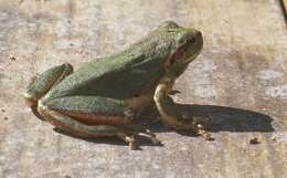 Image of Mediterranean Tree Frog