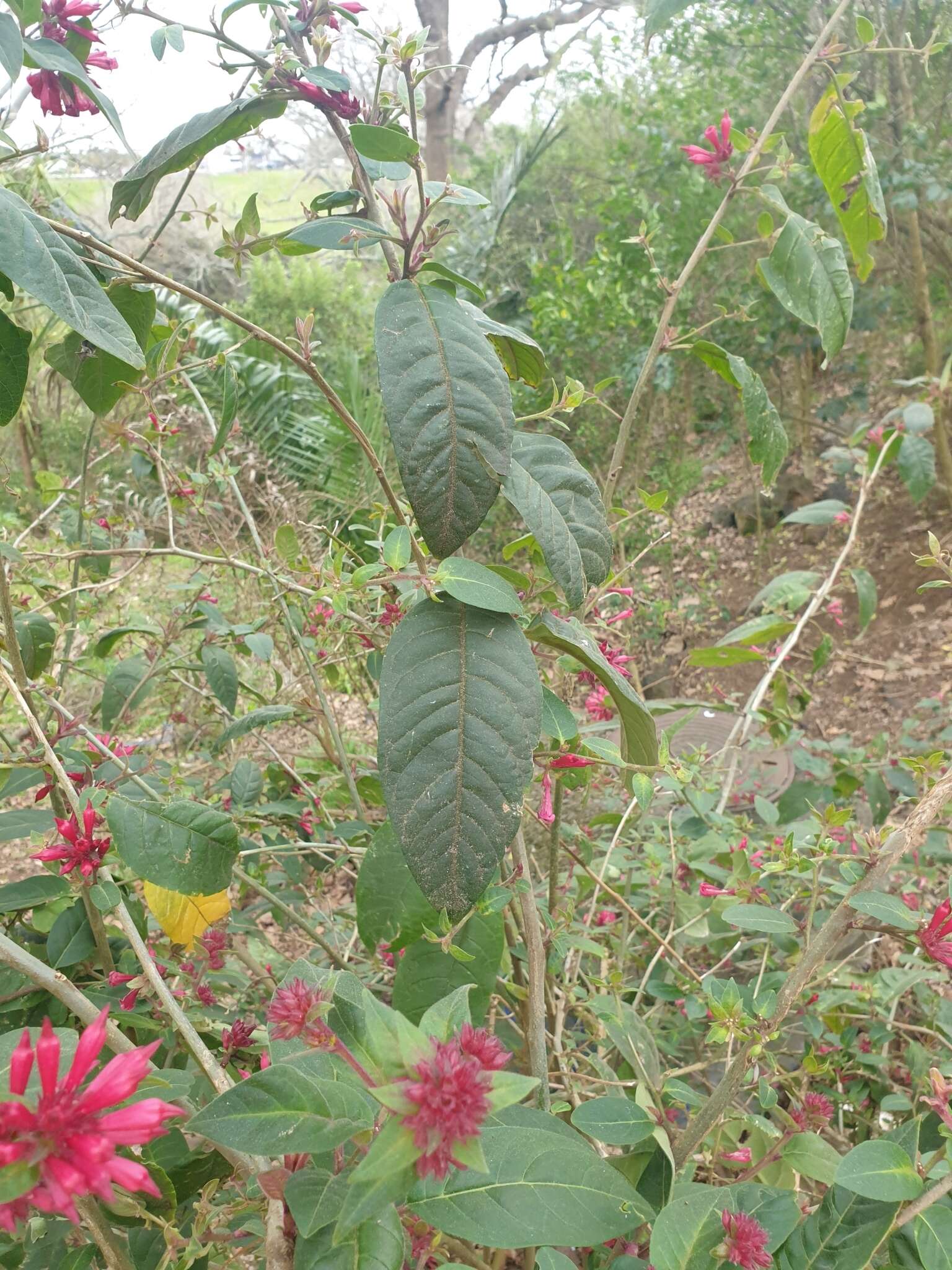 Image of purple cestrum