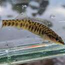 Image of Longnose Darter