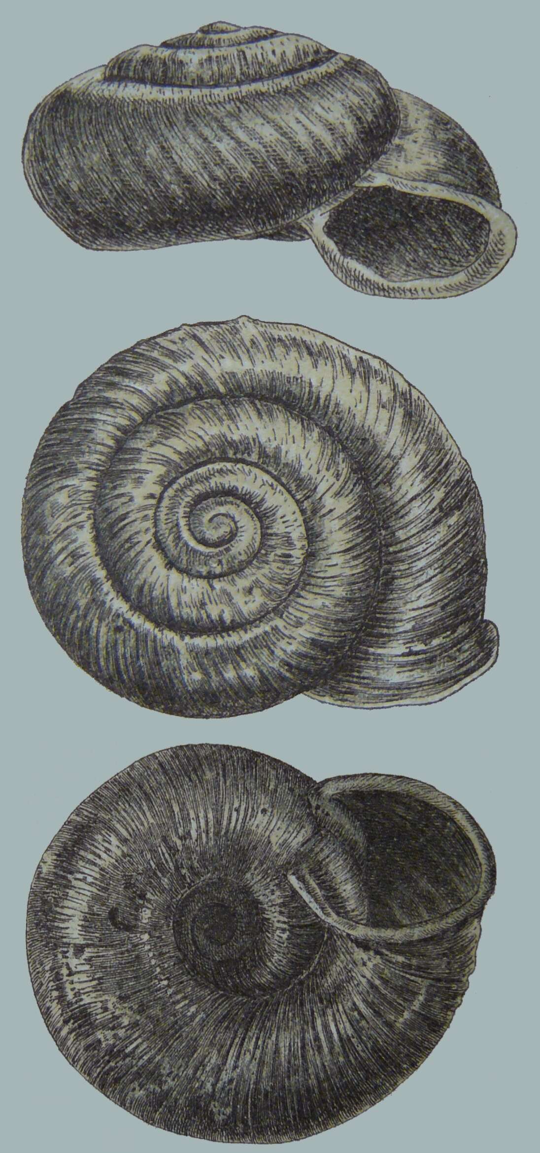 Image of Vallonia tenuilabris (Braun 1843)