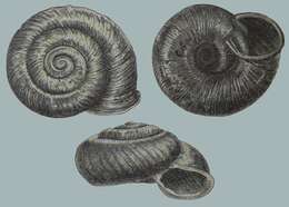 Image of Vallonia tenuilabris (Braun 1843)