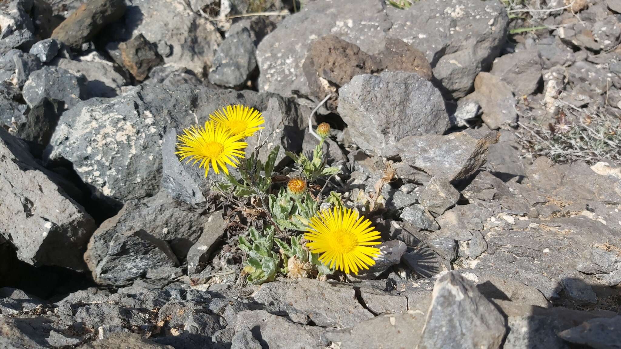 صورة Pulicaria canariensis subsp. canariensis