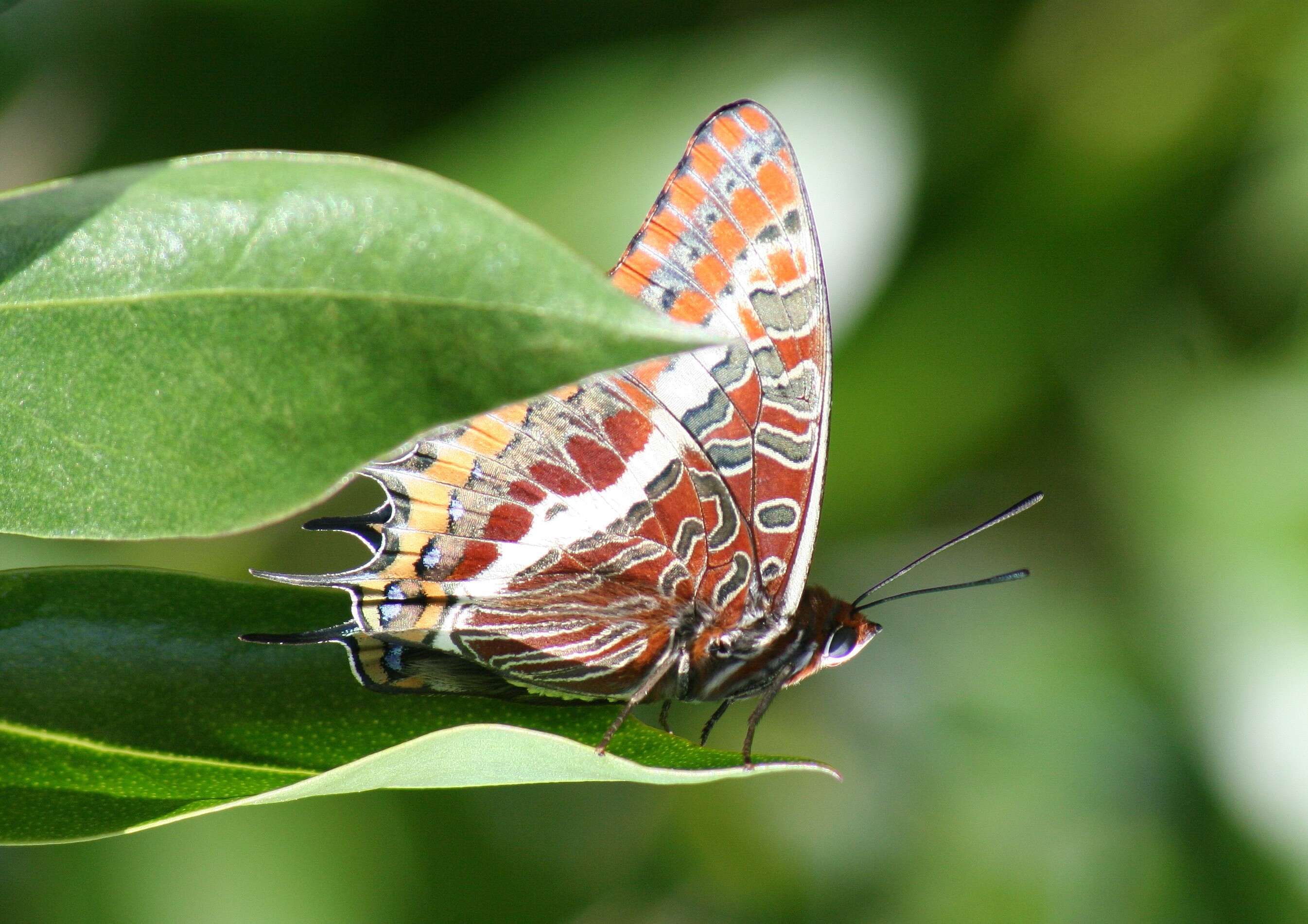 Charaxes jasius Linnaeus 1767的圖片