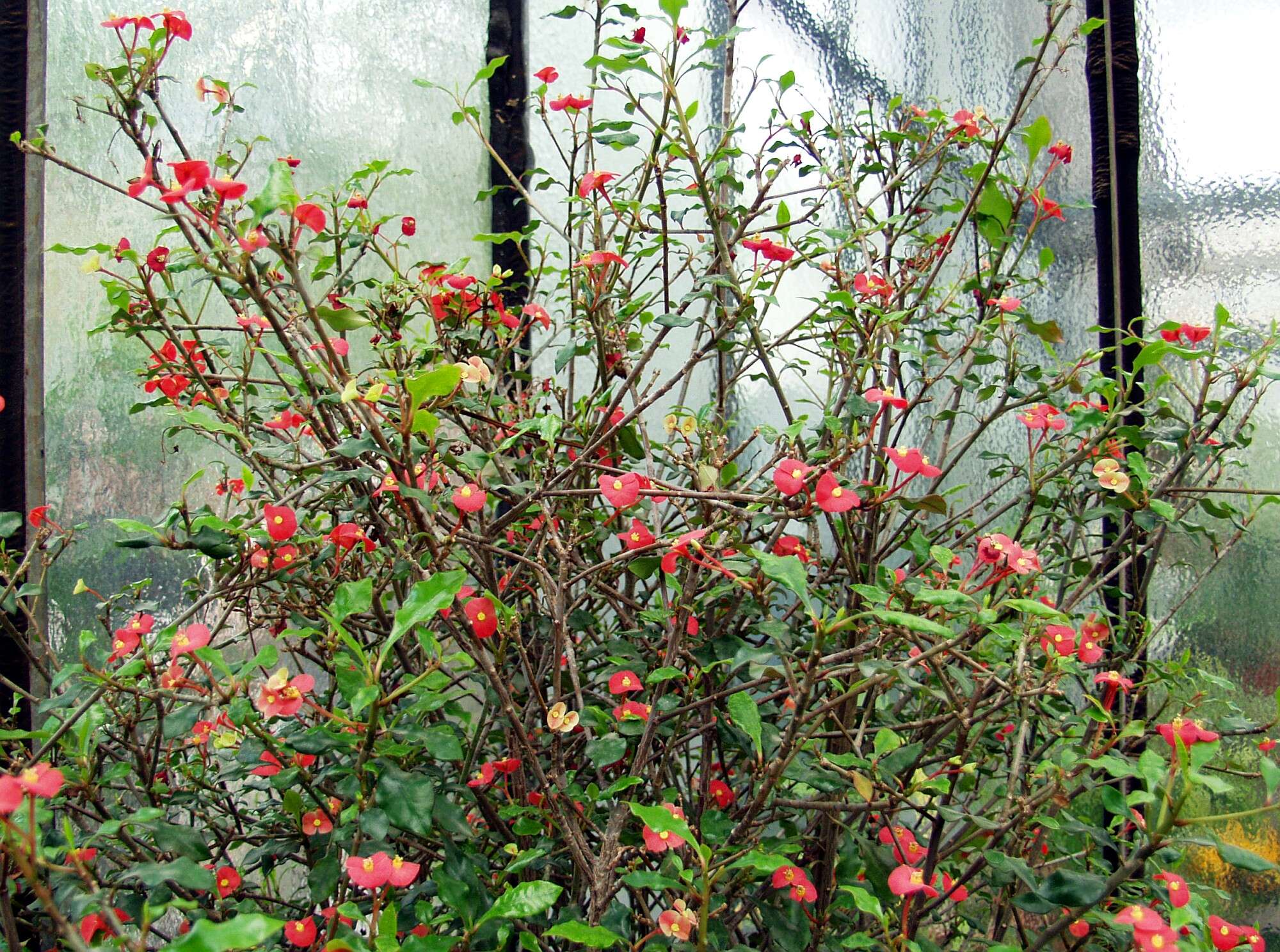 Image of Euphorbia geroldii Rauh