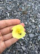 Image of Iceland Poppy