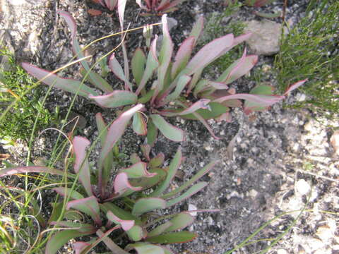 Imagem de Protea vogtsiae Rourke