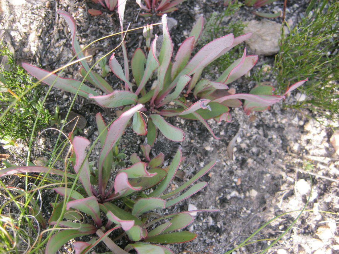 Image of Protea vogtsiae Rourke