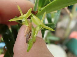 Image of mountain star orchid