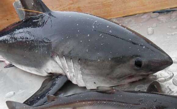 Image of Salmon Shark