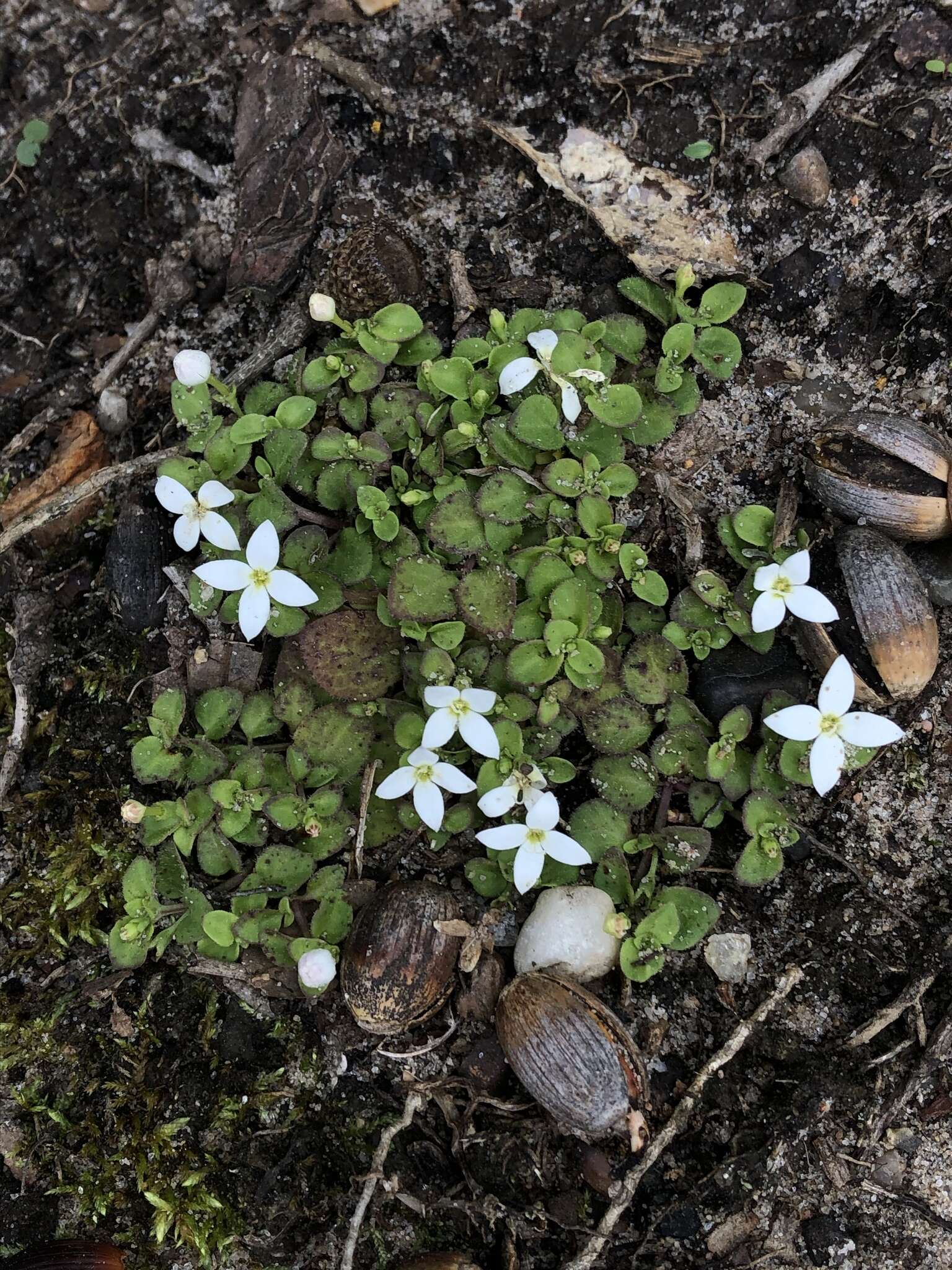 Image of roundleaf bluet