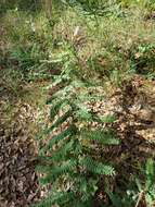 Image of Cluster-Spike Indigo-Bush