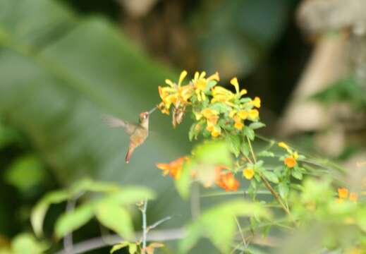 Imagem de Anthocephala Cabanis & Heine 1860