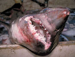 Image of Salmon Shark