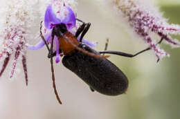 Image of Cortodera falsa (Le Conte 1859)