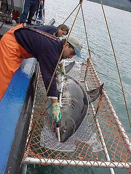 Image of Salmon Shark