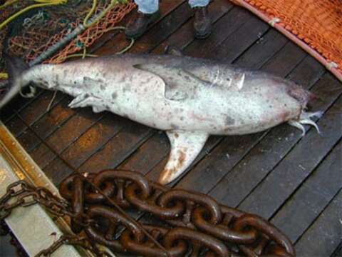 Image of Salmon Shark