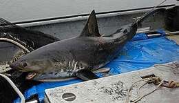 Image of Salmon Shark