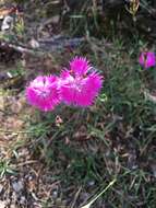 Image of Dianthus seguieri subsp. seguieri