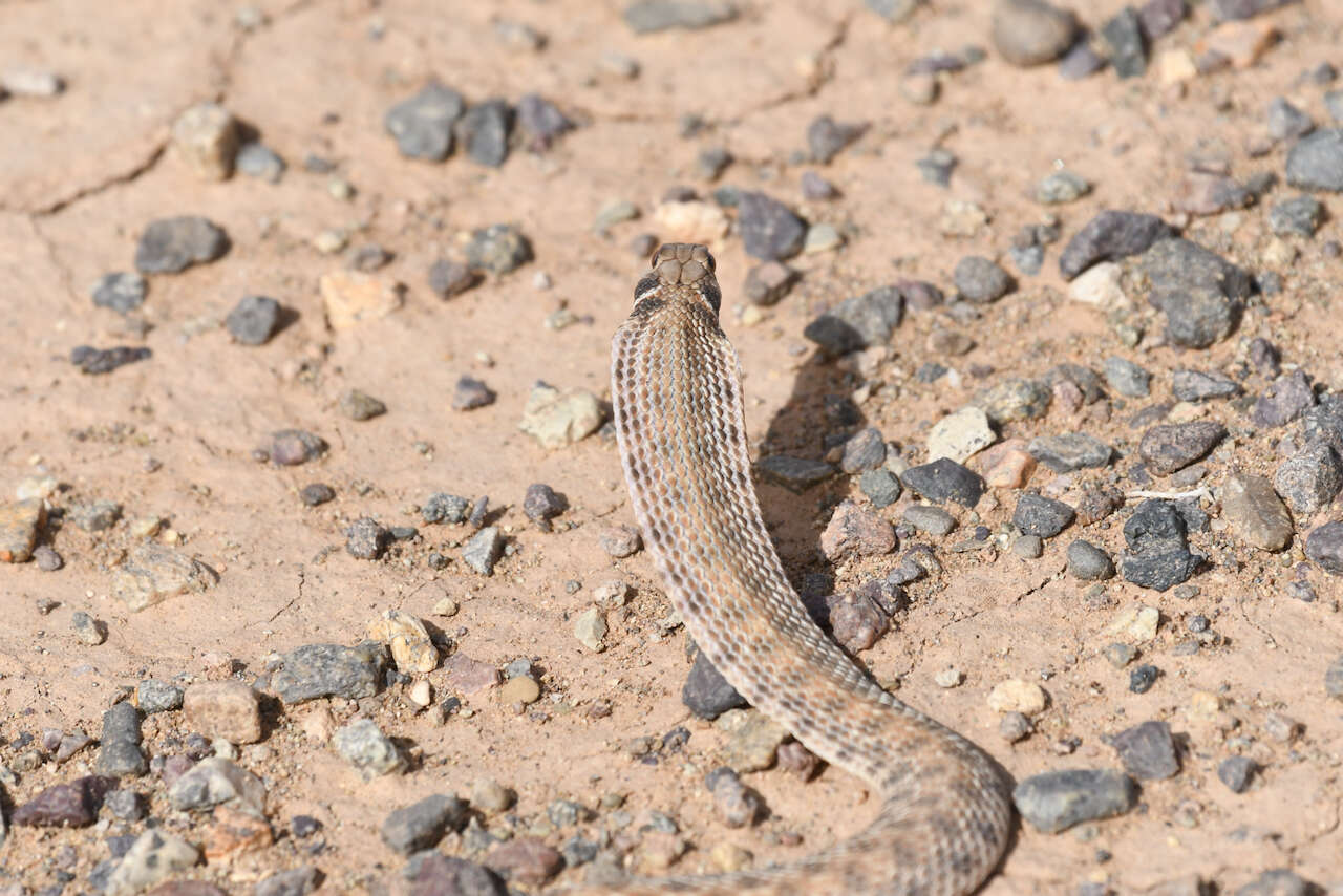 Слика од Rhagerhis moilensis (Reuss 1834)