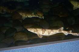 Image of Chain Catshark