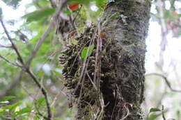 Image of Conchidium japonicum (Maxim.) S. C. Chen & J. J. Wood