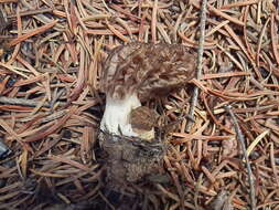 Image of Morchella sextelata M. Kuo 2012