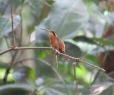 Phaethornis ruber (Linnaeus 1758) resmi