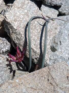 Image of San Bernardino Mountain onion