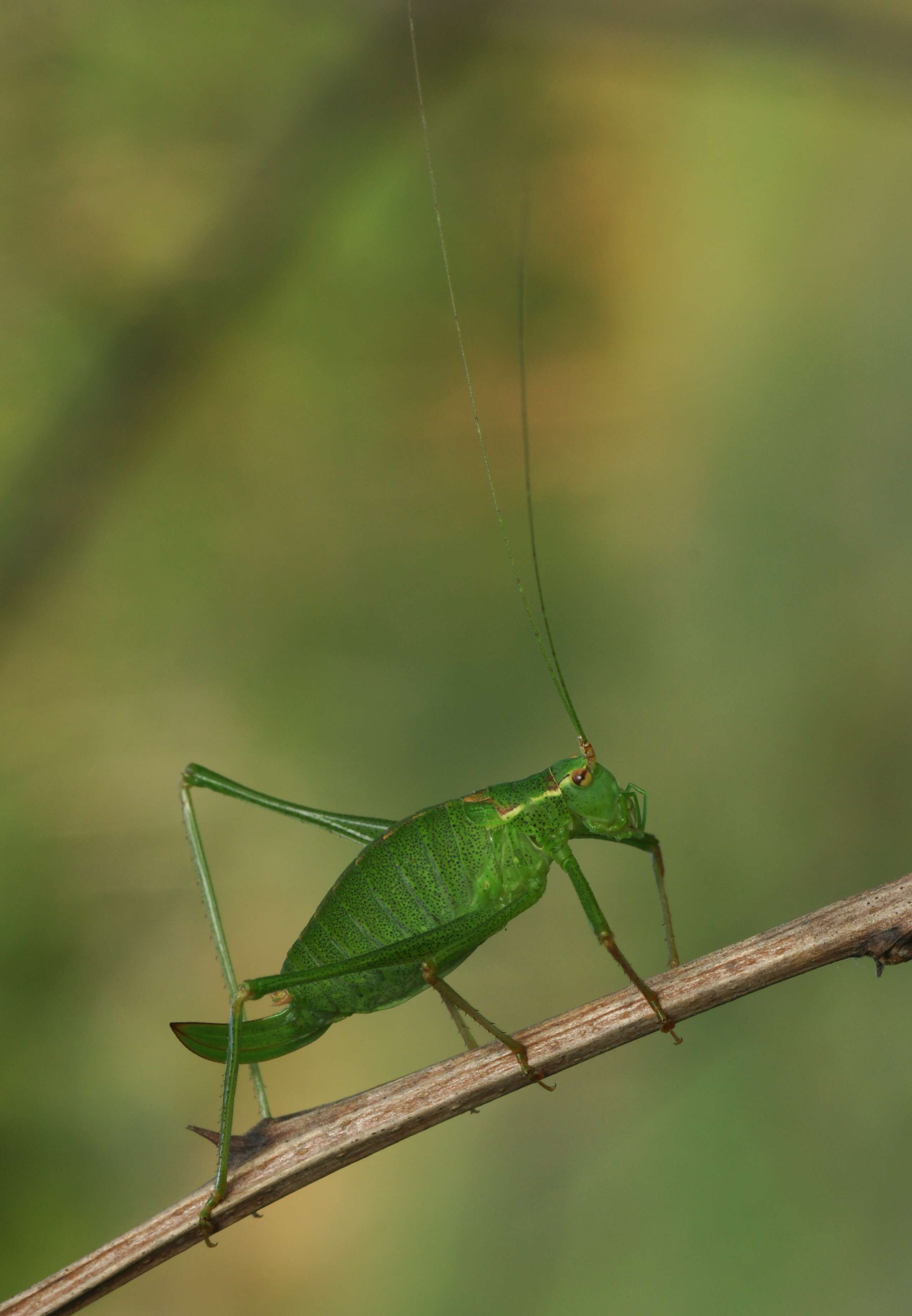 Image of speckled bush-cricket