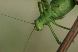 Image of speckled bush-cricket