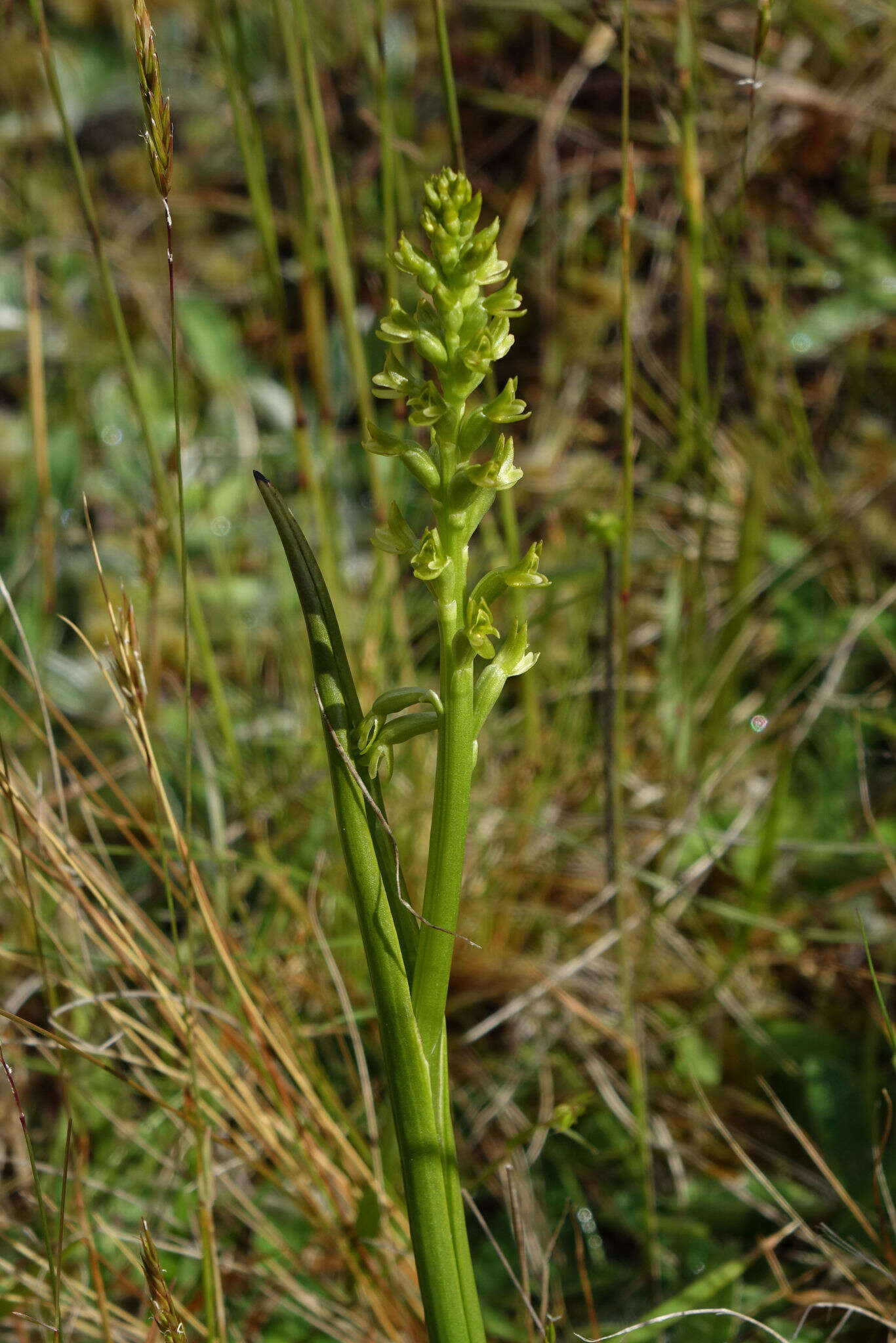 Imagem de Prasophyllum colensoi Hook. fil.