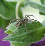 Image of Nursery-web spider