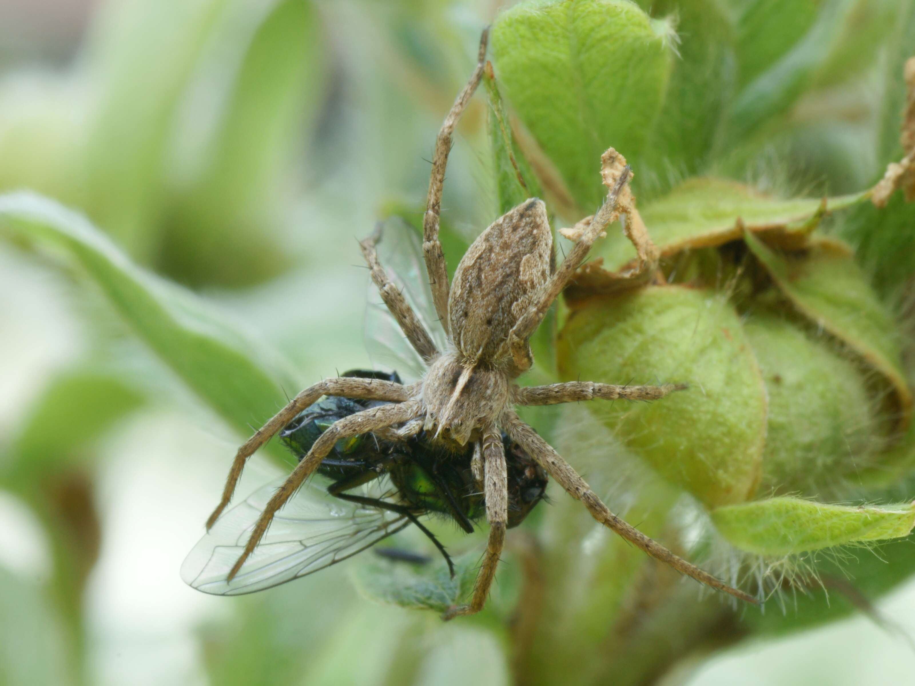 Image of Nursery-web spider