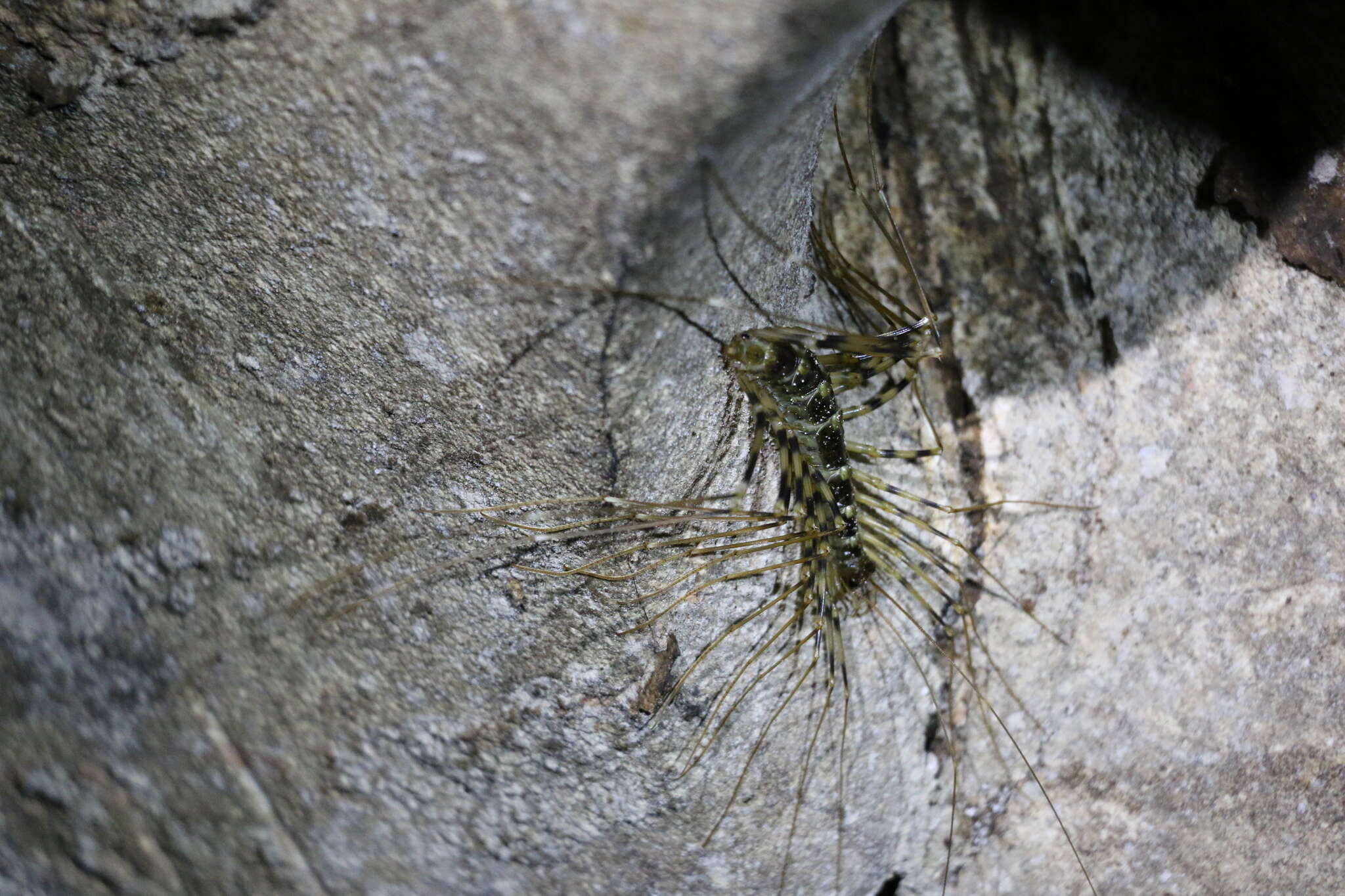 Image of Thereuopoda longicornis (Fabricius 1793)