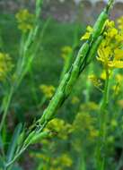 Image of black mustard