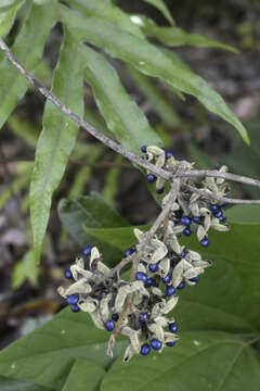 Image of Rhynchosia acuminatissima Miq.