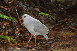 Image de Rhynochetidae