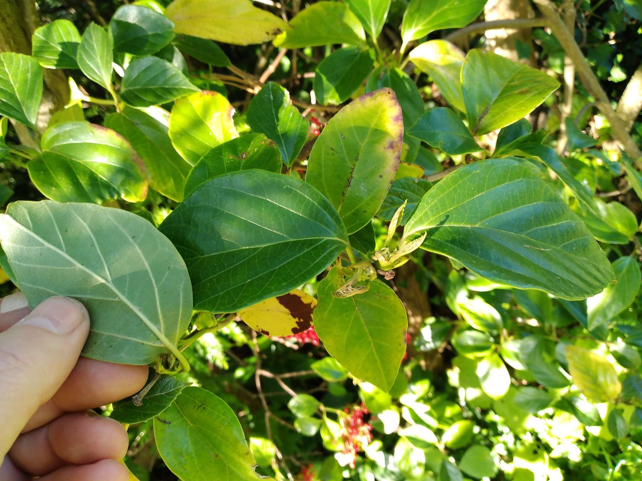 Image of Japanese viburnum