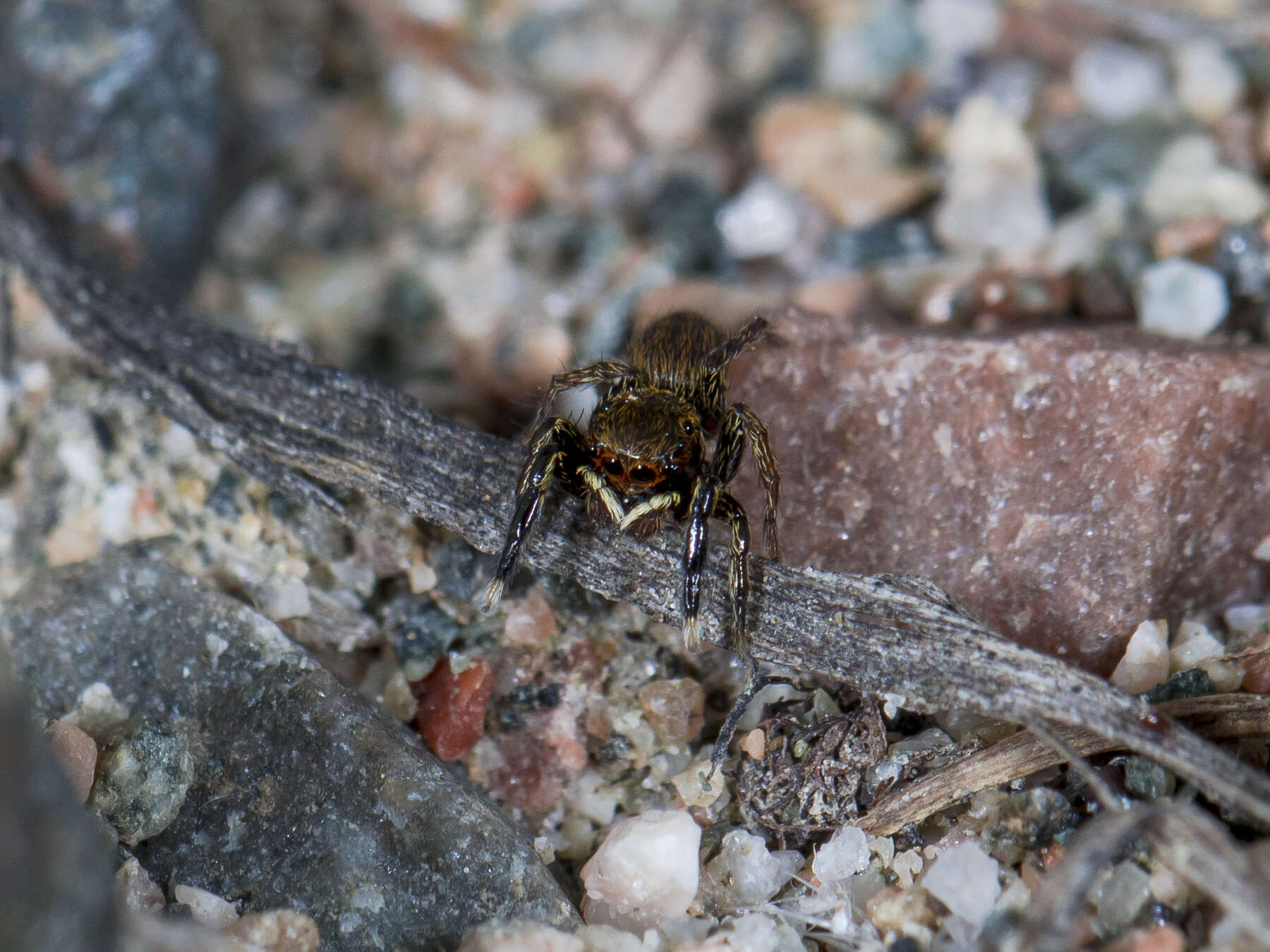 Imagem de Euophrys frontalis (Walckenaer 1802)