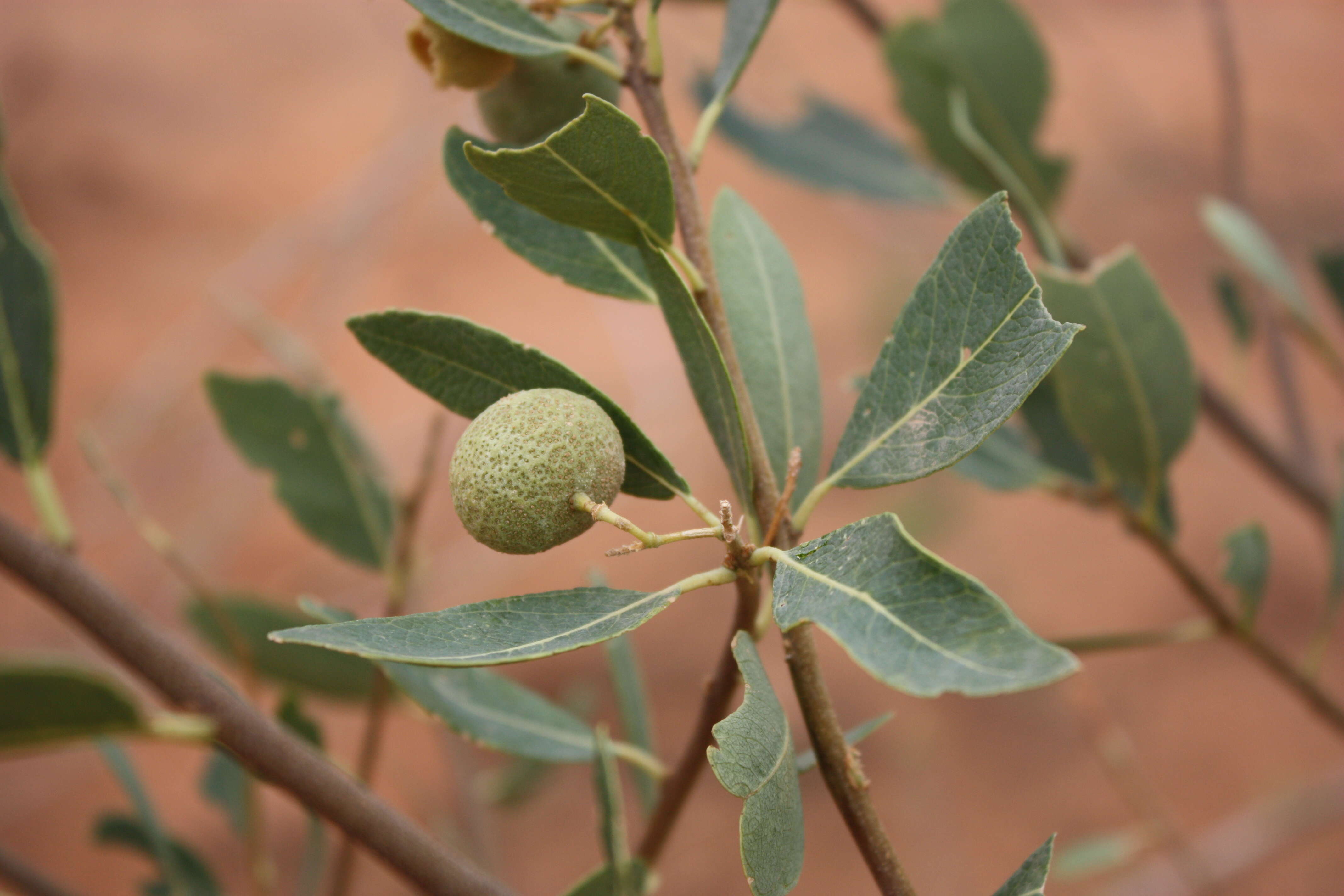 Image of Senegal boscia