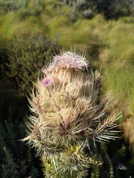 صورة Carduus keniensis R. E. Fr.