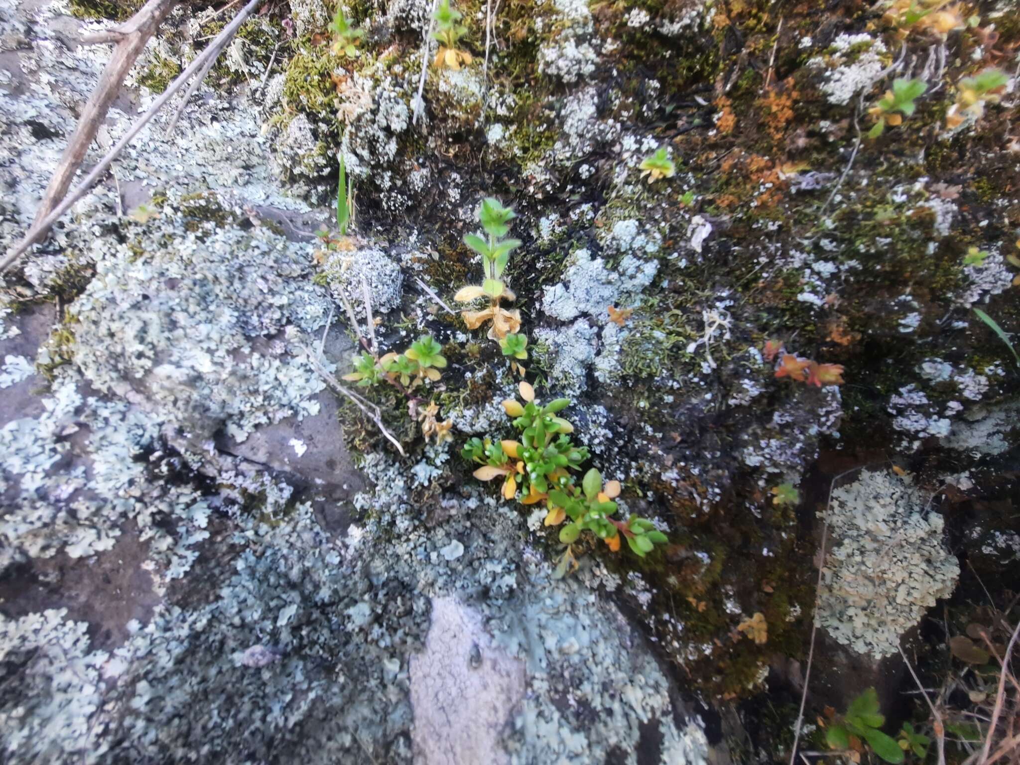 Image of Fountain Candy-Flower