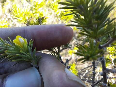 Image of Aspalathus setacea Eckl. & Zeyh.