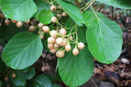 Image of Assyrian plum