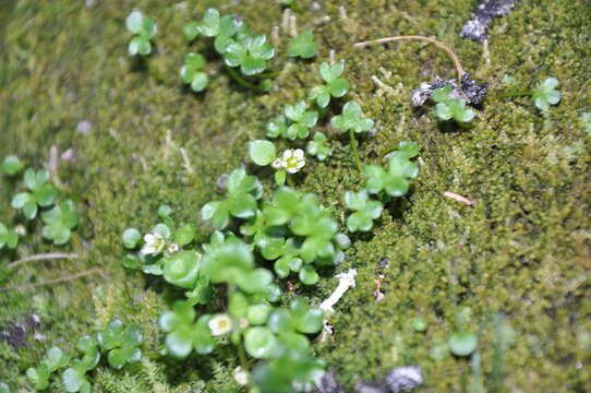 Saxifraga rivularis L.的圖片