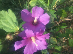 Imagem de Hibiscus syriacus L.